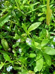 Bacopa monnieri (commonly called water hyssop, brahmi, thyme leafed gratiola, herb of grace, Indian pennywort) plant with natural background