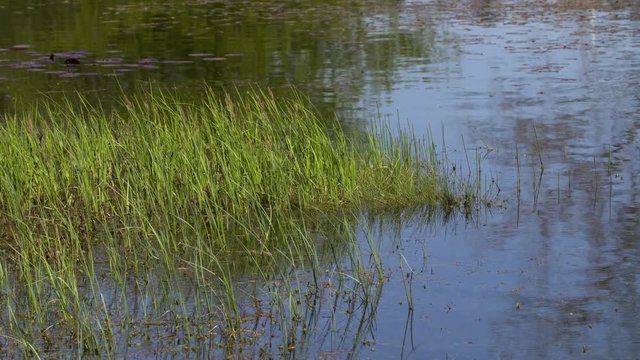 a swamp with beautiful plants on a sunny day.