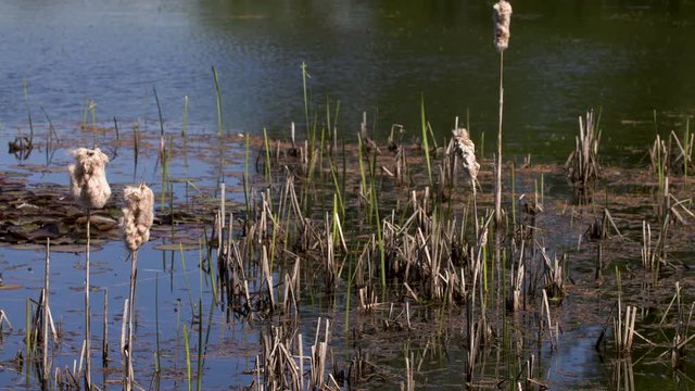 beautiful view over the water plants and the reed in a swamp