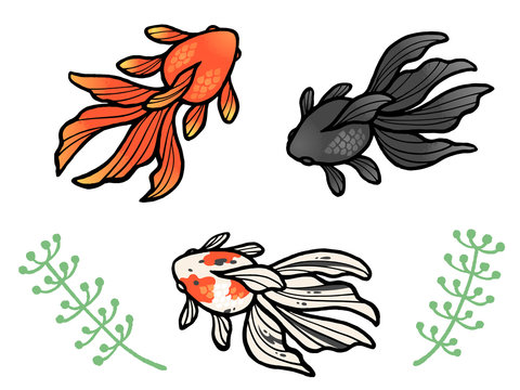 琉金 Images Browse 417 Stock Photos Vectors And Video Adobe Stock 琉金 Images Browse 417 Stock Photos Vectors And Video Adobe Stock