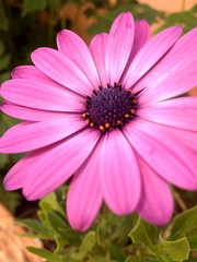 Fototapeta premium pink cosmos flower