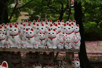 豪徳寺の招き猫