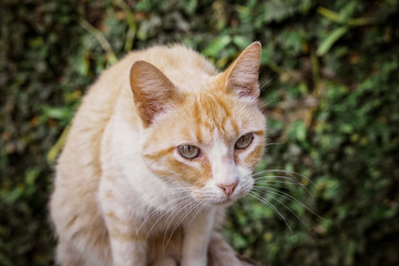 Fototapeta na wymiar portrait of a yellow cat
