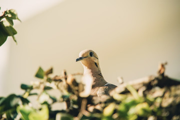 dove on the branch in nature