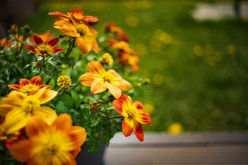 Beautiful orange flowers in spring with green natural background. Detailed macro photography.