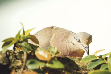 dove on the branch in nature