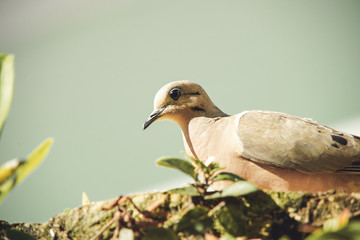 dove on the branch in nature