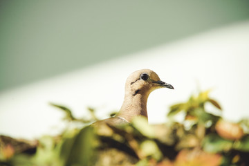 dove on the branch in nature