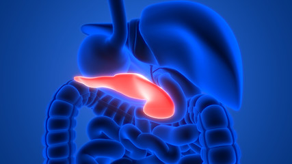 Human Internal Organ of Digestive System Pancreas Anatomy X-ray 3D rendering