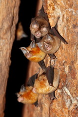 Intermediate Horseshoe Bat (Rhinolophus affinis),that live in caves Is a nocturnal animal Foul and dirty These bats are a collection of many diseases. And Colona virus.