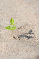 Bean plants growing on sandy ground. Yardlong bean seedlings grown on sandy riverside. Agriculture...