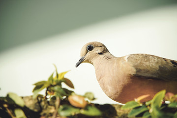 dove on the branch in nature
