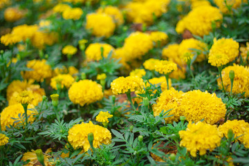 Landscape Yellow Marigolds (Tagetes erecta) flower in field. Closeup yellow marigold flower in the garden.