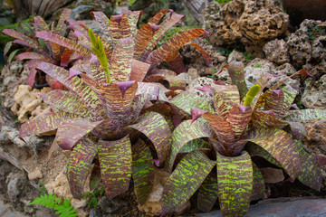 Neoregelia plant, Bromeliaceae in the garden. Leaves has light green colors. Potted tropical houseplants.
