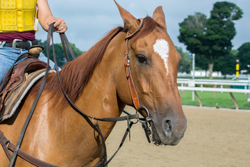 Exercise at Horse Racing Track Upstate New York Adirondacks Saratoga Race Course