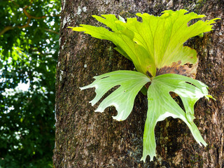 Platycerium (Platycerium wallichii ) is a fresh green tree that grows on large trees. Plants that rely on food from other plants to grow. Popular to grow as an ornamental tree.