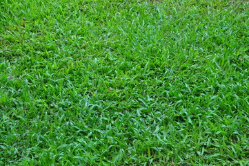 green grass background