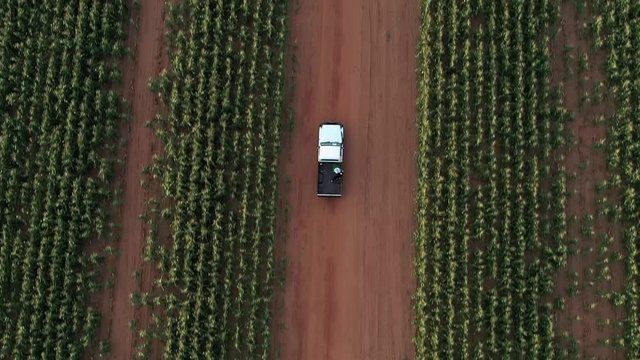 Farm pick-up truck, with a border collie dog at the back, driving on a red dirt road in between corn crop fields at sunset, slowly zooming out to give perspective and context of the vast fields