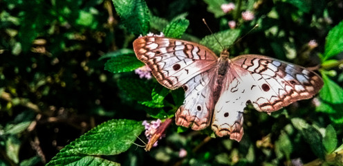 Mariposa marrón
