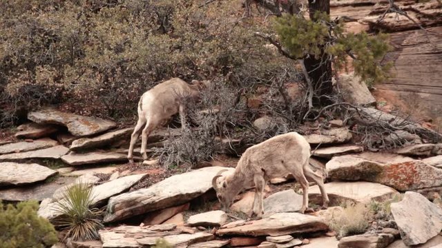 A pair of desert big horned sheep hungrily eat the new spring plants growing between rocks and at the base of the bushes on a rocky mountain slope in Zion National Park Utah.