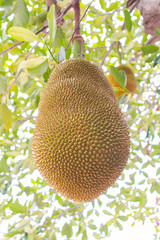 Jackfruit trees have many jackfruit trees on Asian jackfruit trees.