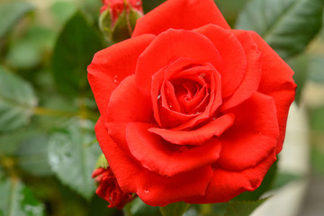 Red rose