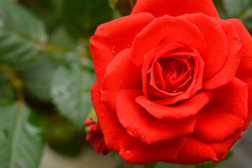 Red rose