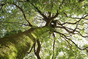 Fototapeta na wymiar 新緑の木々を見上げる青空