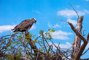 Osprey is a large fish-eating bird of prey with long narrow wings