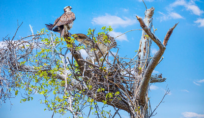 Osprey is a large fish-eating bird of prey with long narrow wings