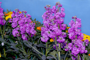 Beautiful Purple flower decoration plant with marigold and colorful winter flowers