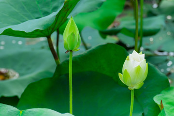 White lotus flower, mist and morning sun