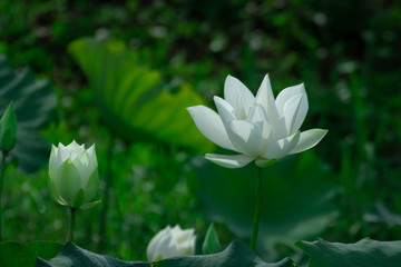 Obraz premium White lotus flower, mist and morning sun