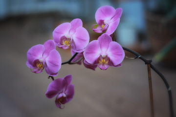 Obraz na płótnie Canvas the Orchid blooms beautifully