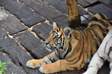 Tiger which is the strongest in the feline family