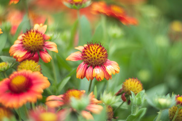 red and yellow flowers