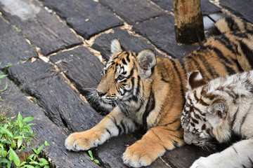 Tiger which is the strongest in the feline family