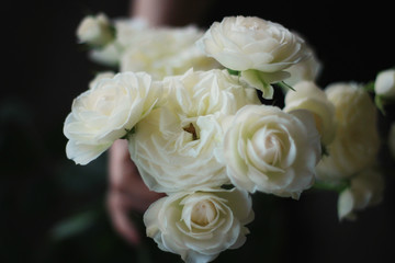 white rose blooms beautifully