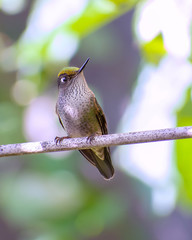 colibrí observando © AlexisAndres