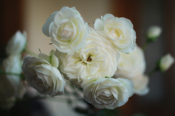 white rose blooms beautifully