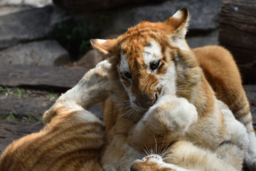 Fototapeta premium Tiger which is the strongest in the feline family