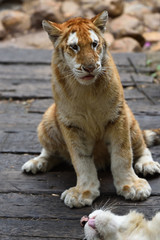 Tiger which is the strongest in the feline family