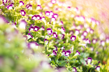 purple flowers in the garden