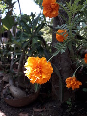The yellow mexican marigolds or tagetes erecta or bunga tahi ayam