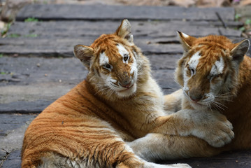 Fototapeta premium Tiger which is the strongest in the feline family