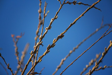 willow blossomed in the spring