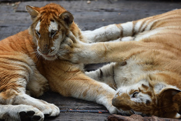 Fototapeta premium Tiger which is the strongest in the feline family