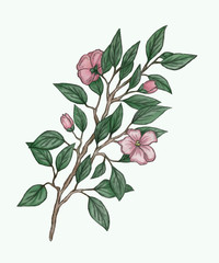 Botanical illustration, branch with pink flowers and buds isolated on a white background for decoration and design
