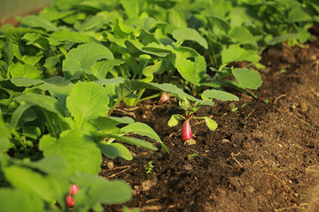 radish grows in the garden