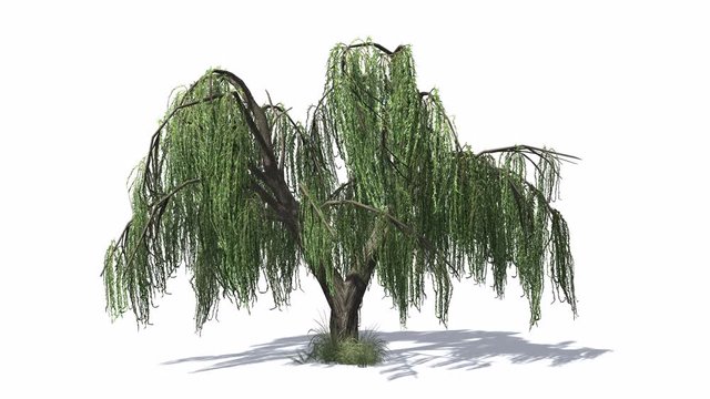 3D animated Weeping Willow tree with wind effect and shadows on white background